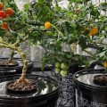 помидоры растут в Аквапотах на гидропонике