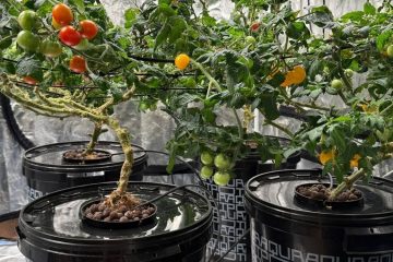 помидоры растут в Аквапотах на гидропонике