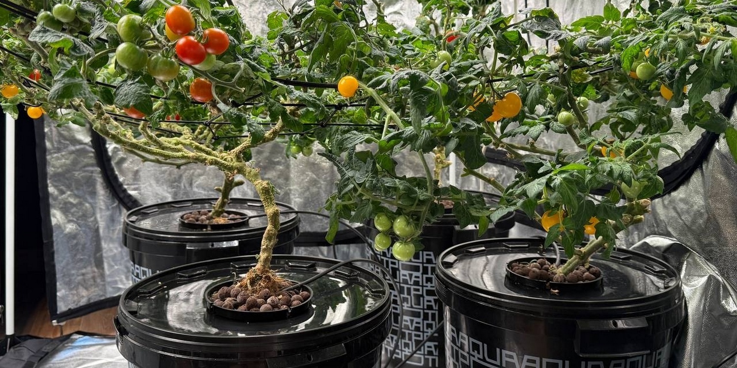 помидоры растут в Аквапотах на гидропонике