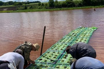 фитоочистка воды