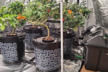 пространство для выращивания в помещении с аквапотами