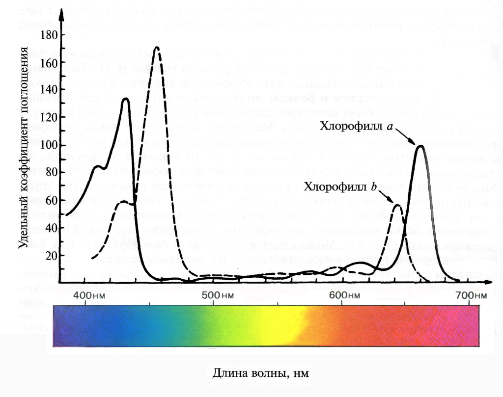 Спектр поглощения хлорофилла