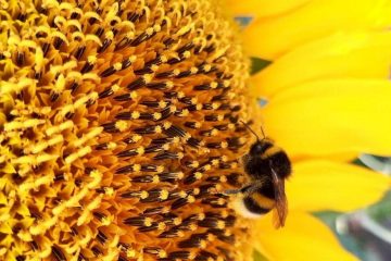 шмель на цветке подсолнуха