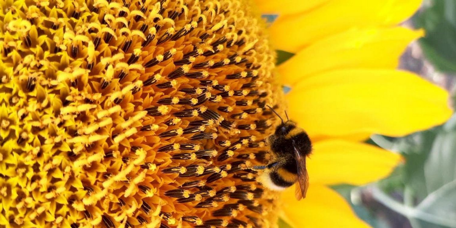 шмель на цветке подсолнуха