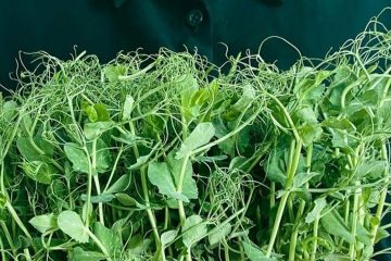 микрозелень гороха на темном фоне