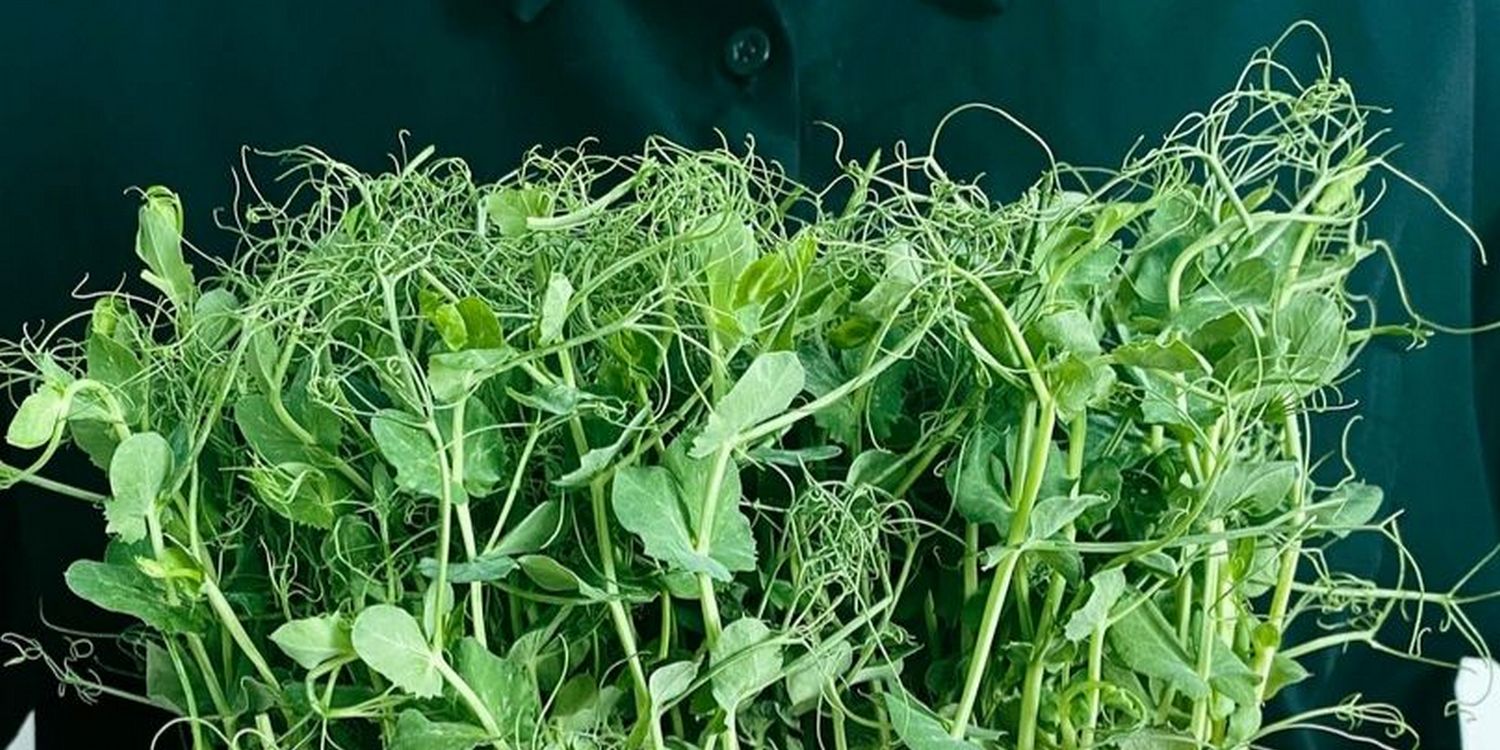 микрозелень гороха на темном фоне