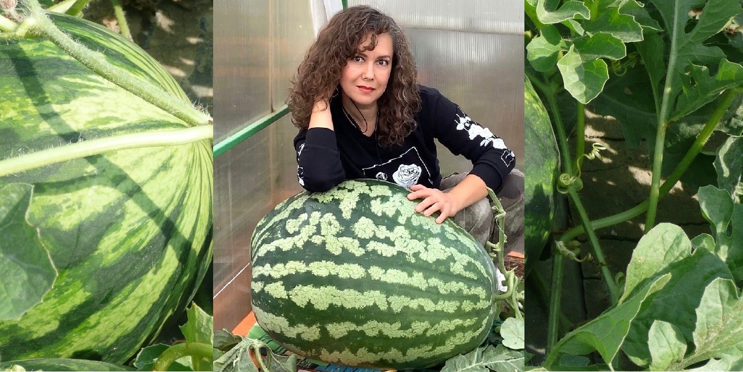 Жительница Прикамья вырастила арбуз весом 58 килограммов - City Farmer