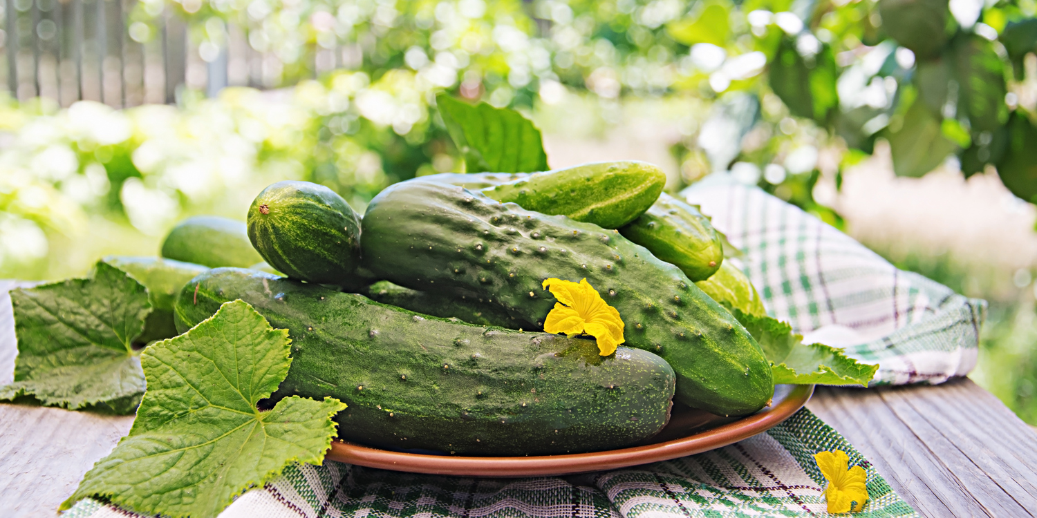 свежие огурцы лежат на тарелке на столе