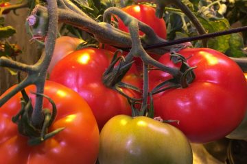 крупные помидоры на ветке растут в гроубоксе