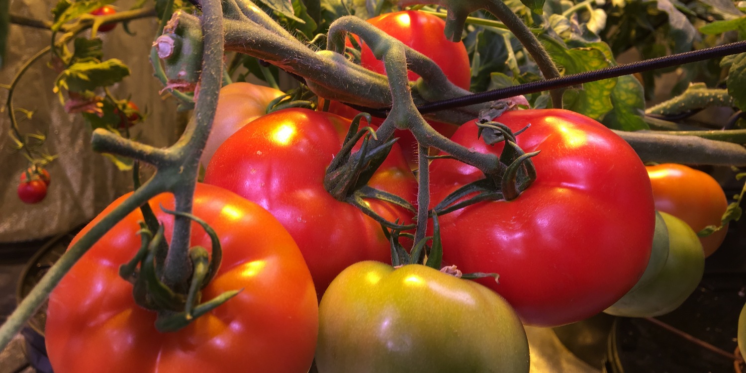 крупные помидоры на ветке растут в гроубоксе