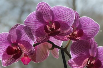 фиолетовая орхидея
