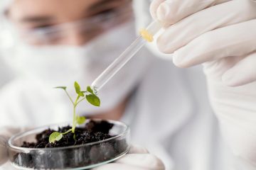 лаборант поливает клон растения в чашке Петри из пипетки