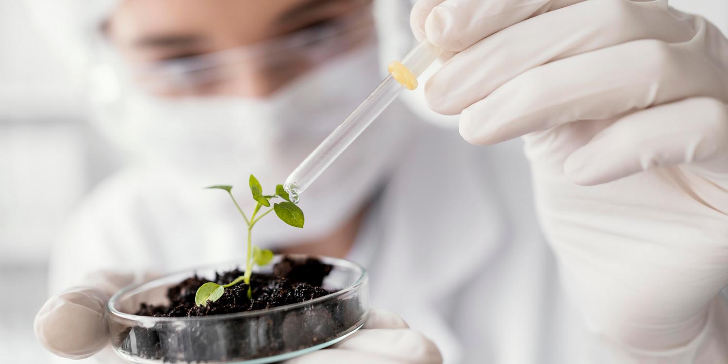 лаборант поливает клон растения в чашке Петри из пипетки