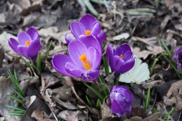 Красивые пурпурно-лепестковые весенние цветы в окружении сухих листьев