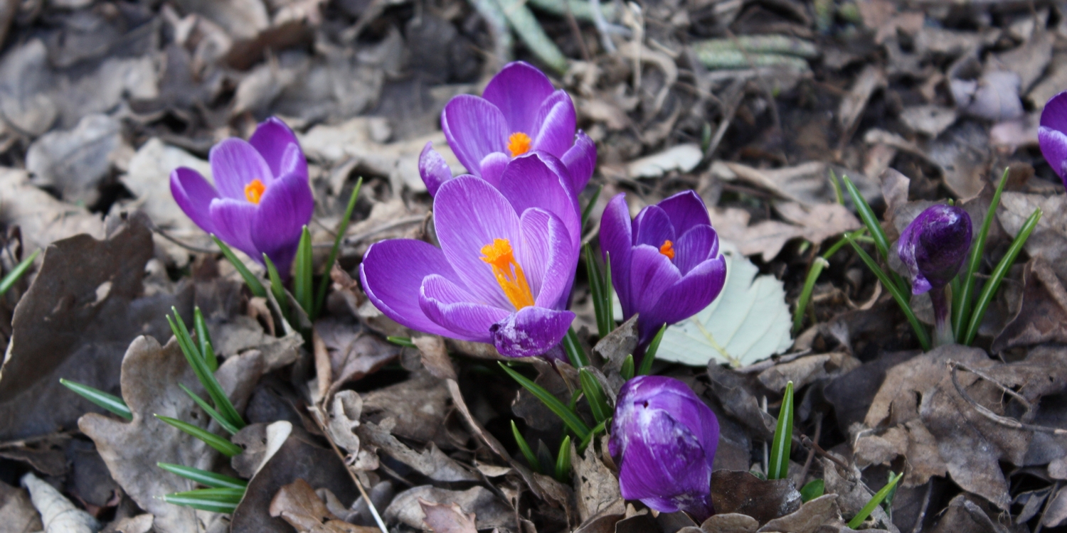 Красивые пурпурно-лепестковые весенние цветы в окружении сухих листьев