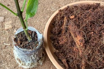 кокосовая таблетка с растением и кокосовый торф