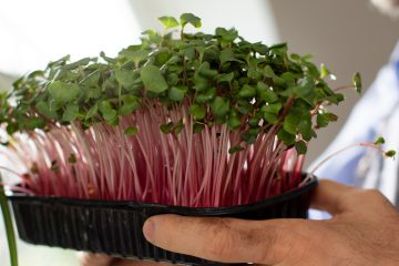 мужчина держит в руке лоток с микрозеленью