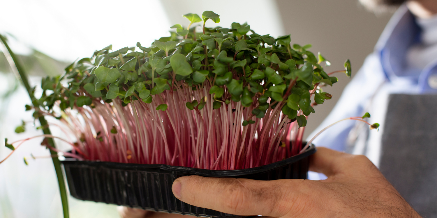 мужчина держит в руке лоток с микрозеленью