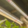 фитолампы над растениями