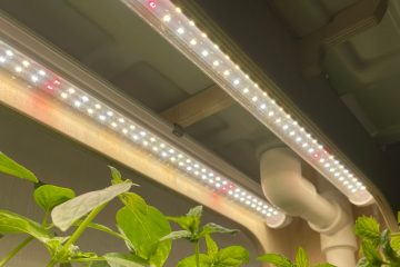 фитолампы над растениями
