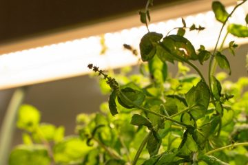 зеленые растения под светом фитолампы полного спектра