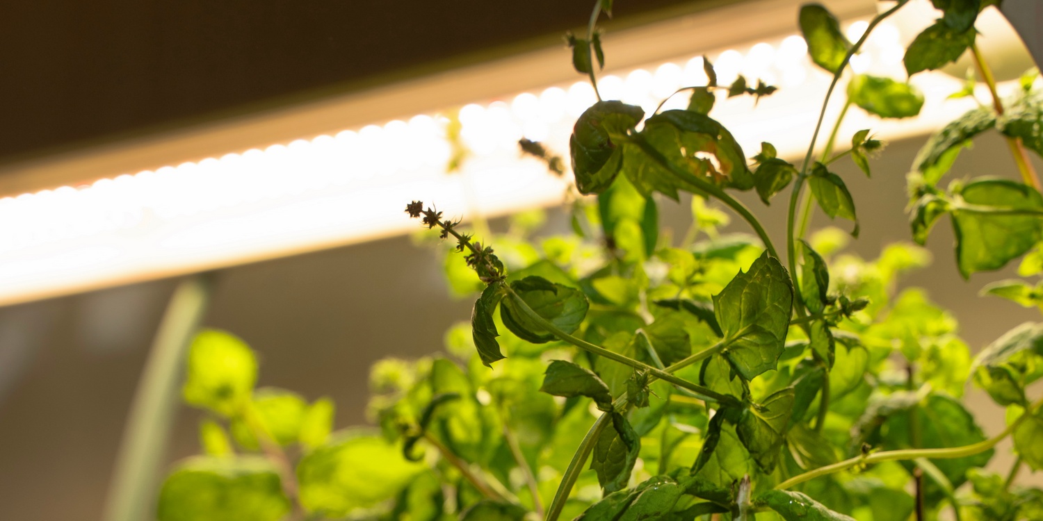 зеленые растения под светом фитолампы полного спектра