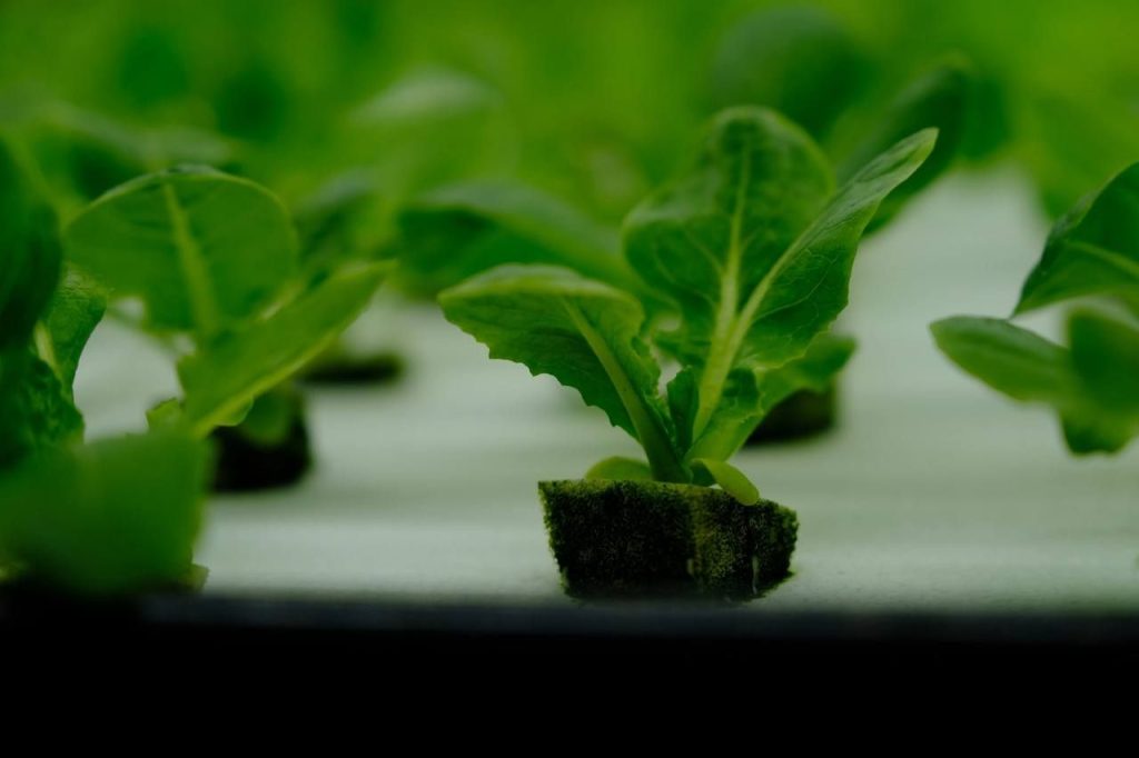 Почему салат лучше выращивать на гидропонике
