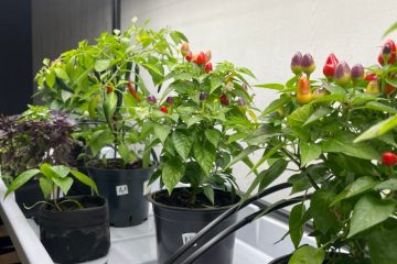 разноцветные острые перцы на кустах