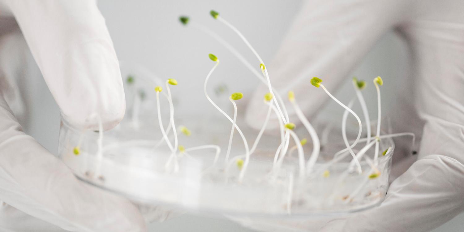 Исследователь с чашкой Петри в биотехнологической лаборатории