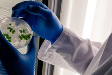 руки лаборанта в синих перчатках держат чашку Петри с растениями