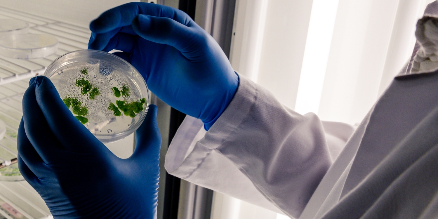 руки лаборанта в синих перчатках держат чашку Петри с растениями