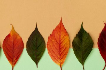 разноцветные листья на светлом фоне