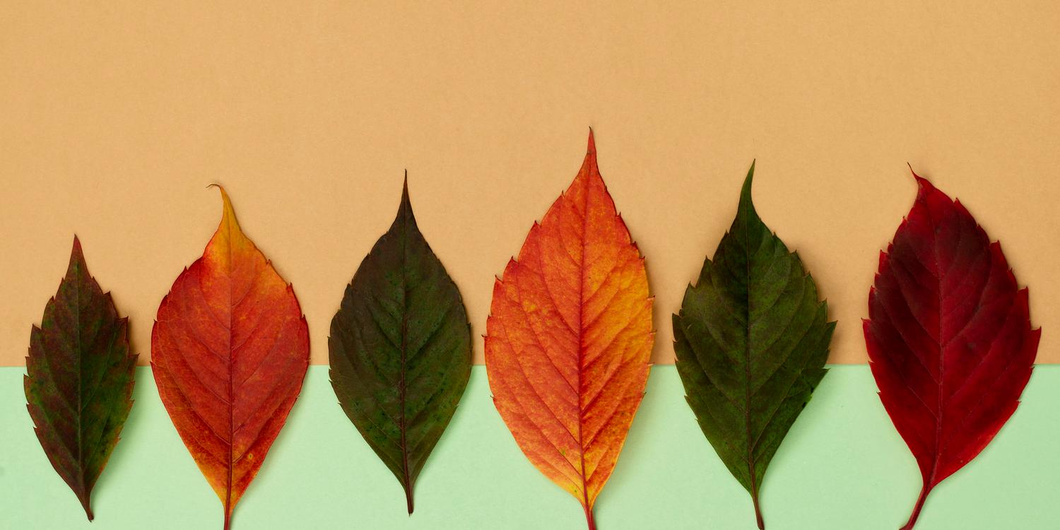разноцветные листья на светлом фоне