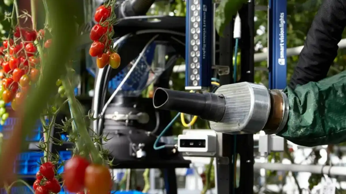 робот сборщик томатов