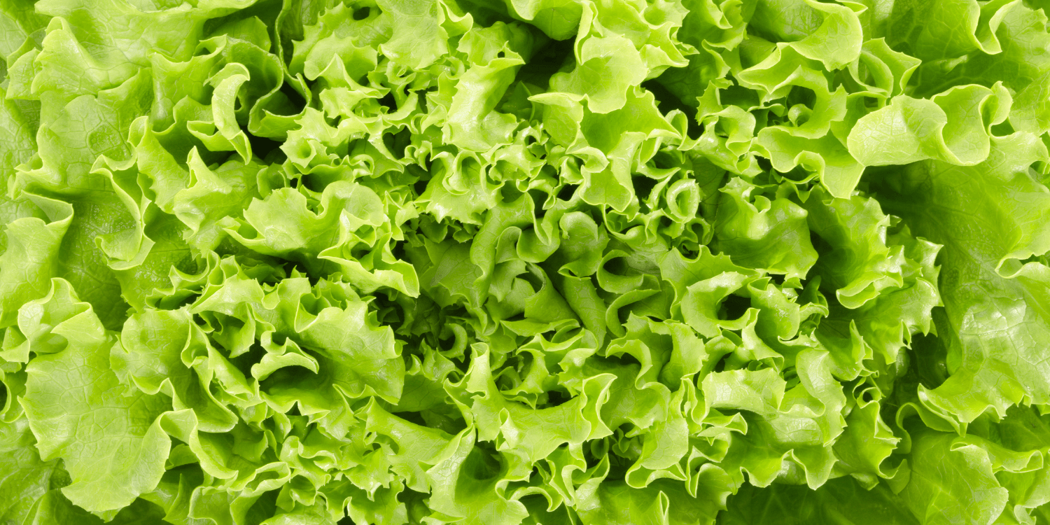 зеленый салат