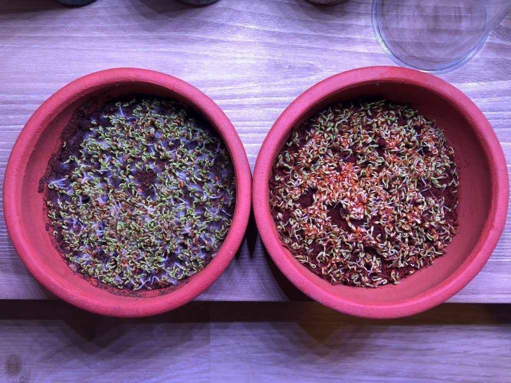 микрозелень кресс-салата в двух кашпо