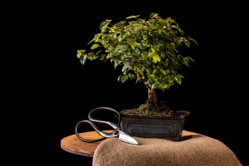 растение бонсай на темном фоне