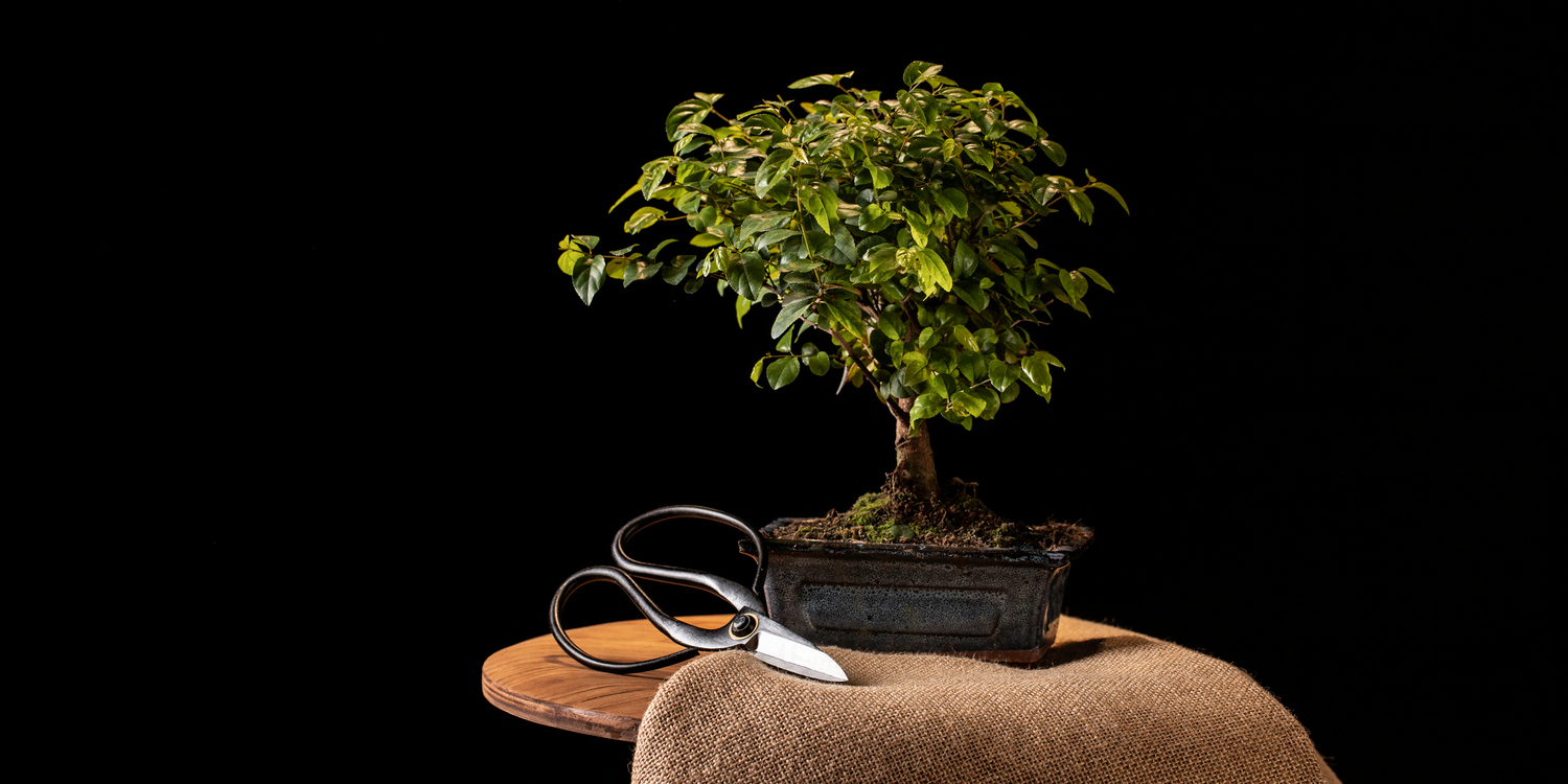 растение бонсай на темном фоне