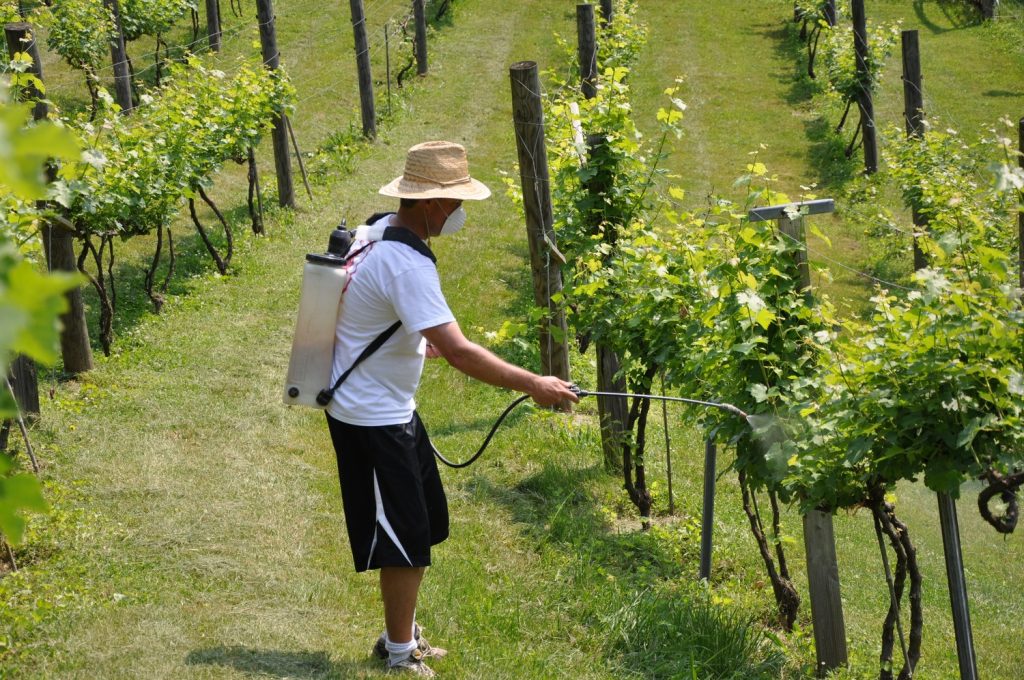 обработка виноградника