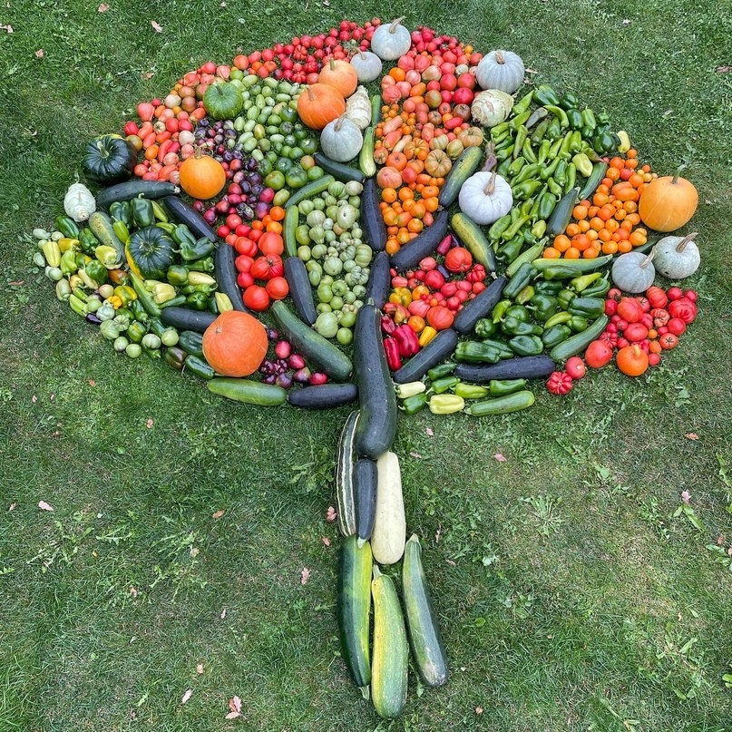 урожай овощей