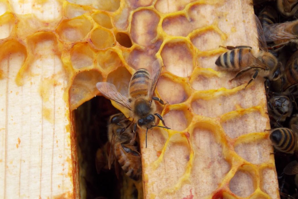 пчелы и соты