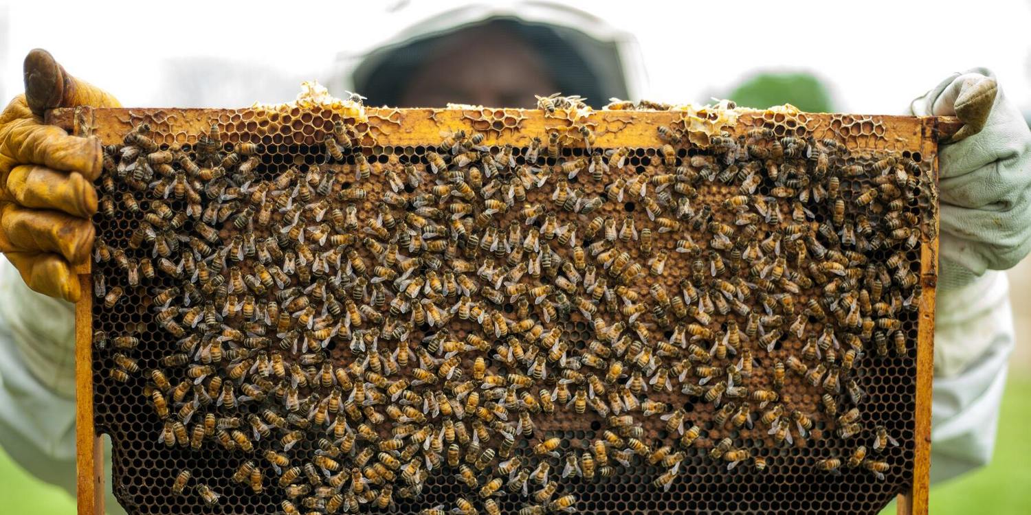 соты с пчелами