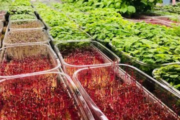 микрозелень в лотках на стеллаже сити-фермы