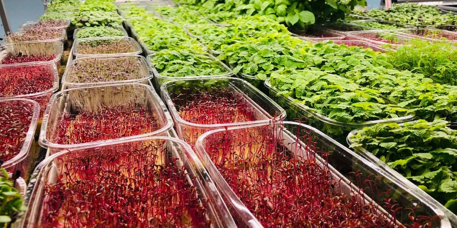 микрозелень в лотках на стеллаже сити-фермы