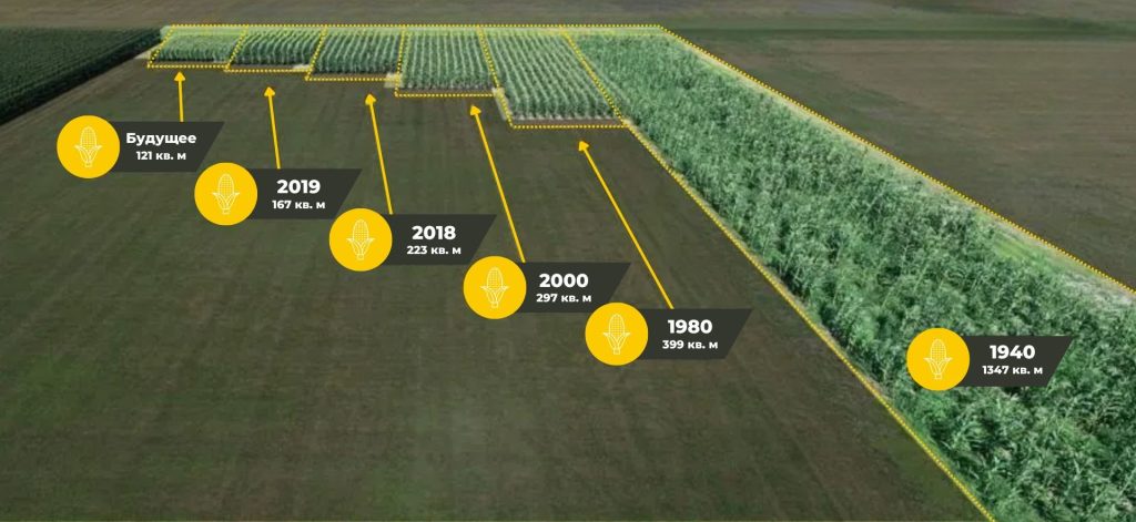 график динамики изменения площади кукурузных полей