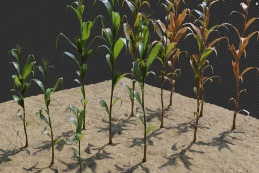 3D-модели сельскохозяйственных культур