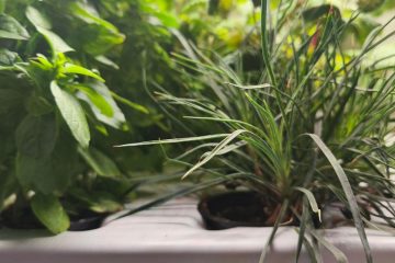 зеленые растения в гидропонной установке