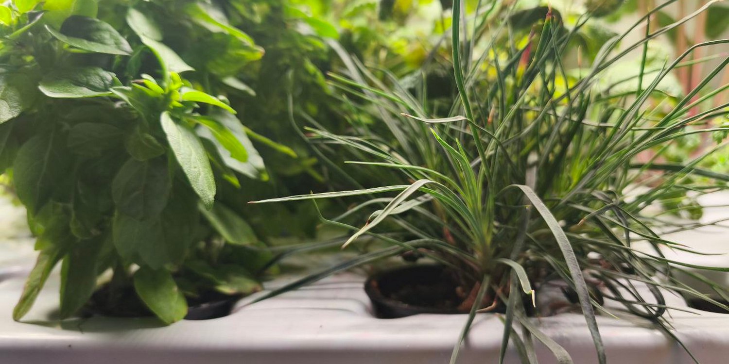 зеленые растения в гидропонной установке