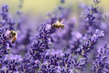 пчелы над цветами