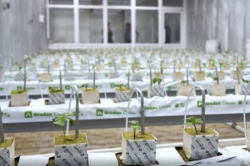 растения на гидропонике